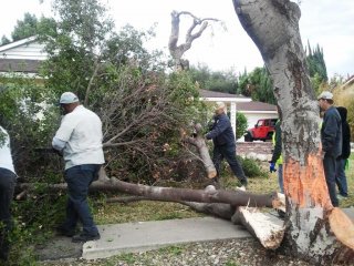 Tree Damage_2up